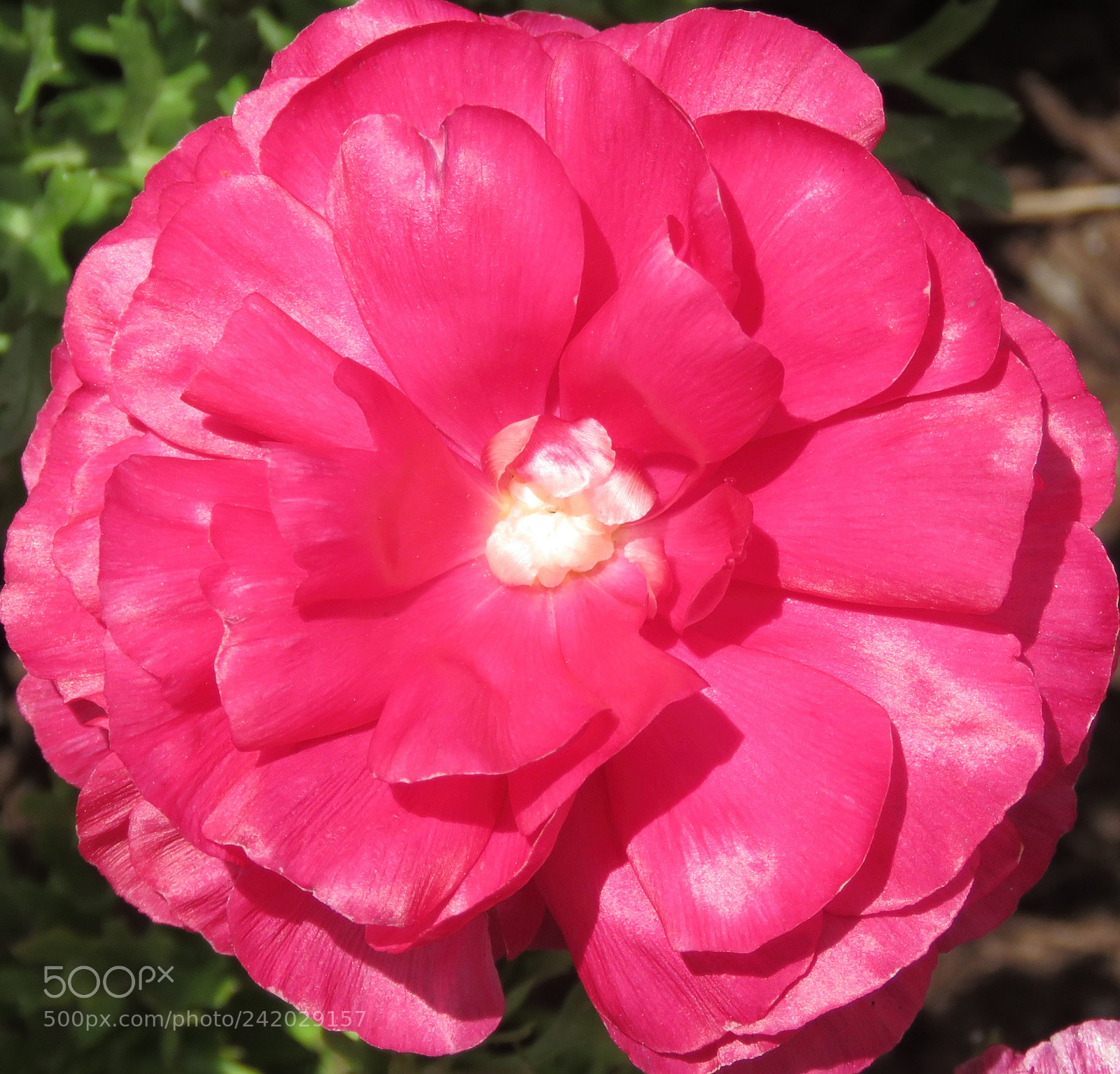 Canon PowerShot SX60 HS sample photo. A deep pink carnation photography