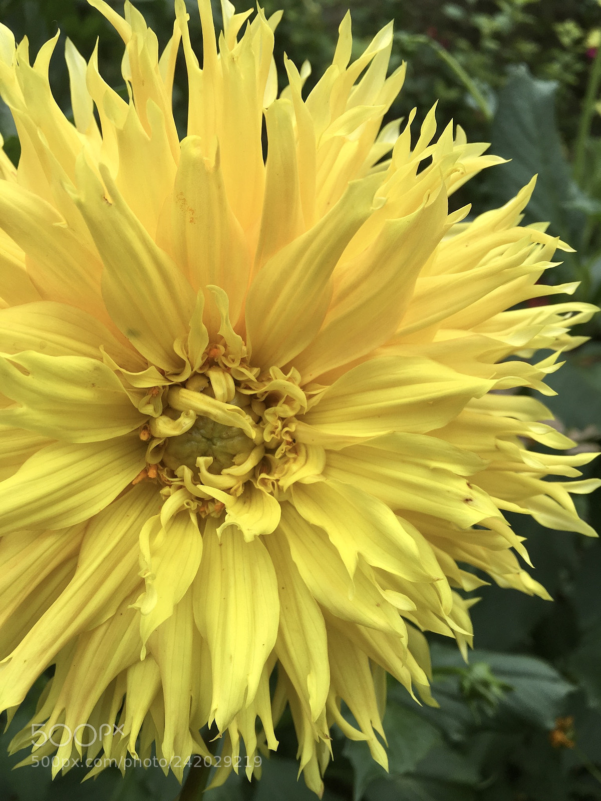 Apple iPhone 6s sample photo. Yellow photography