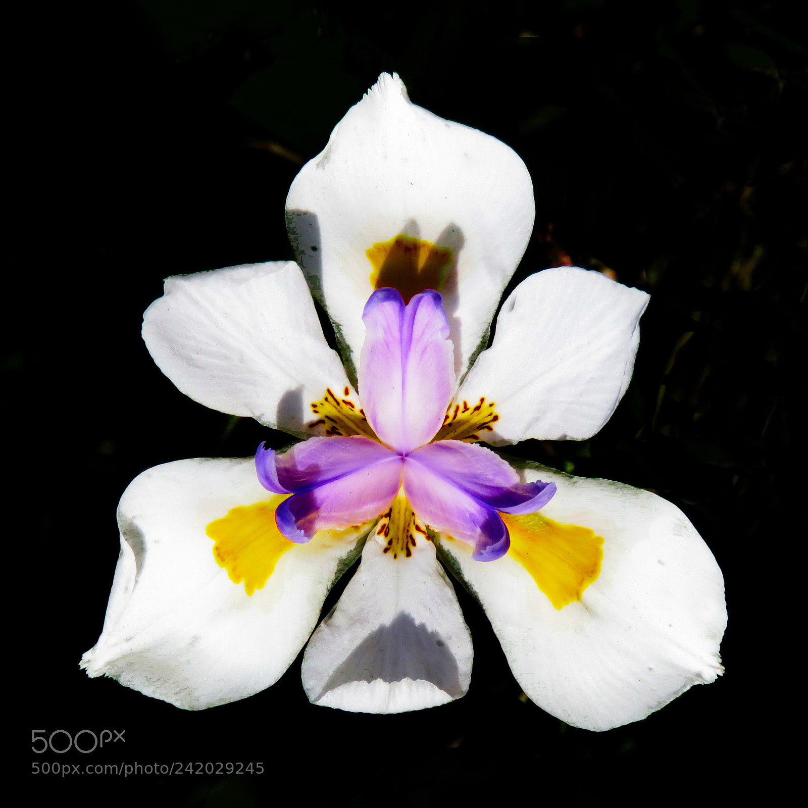 Canon PowerShot SX60 HS sample photo. White iris flower in photography