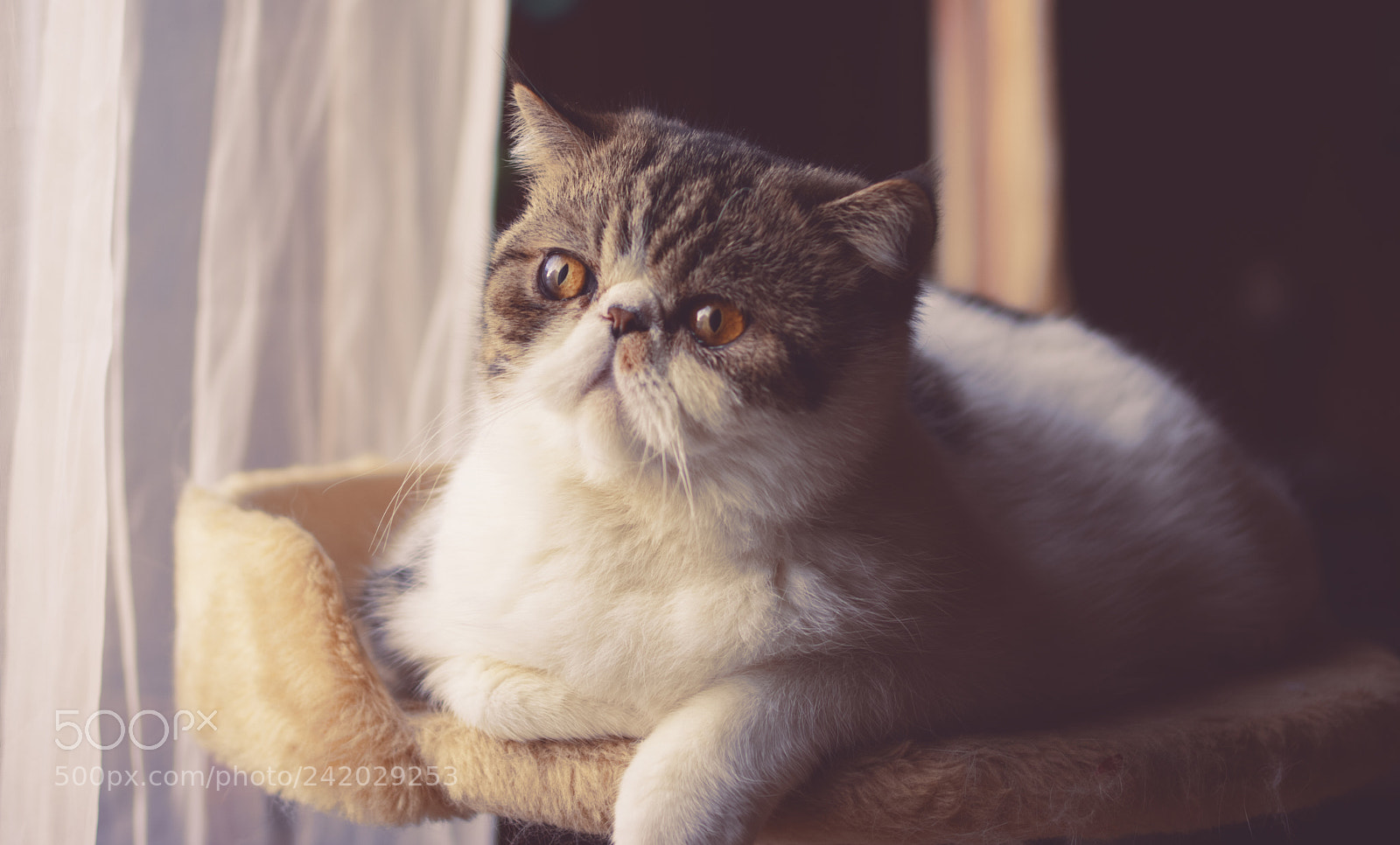 Pentax K-3 II sample photo. Cute2018 photography