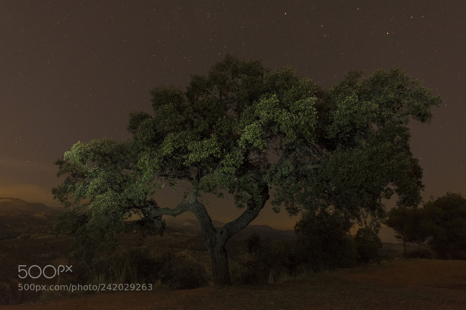 Nikon D7200 sample photo. Insomnio photography