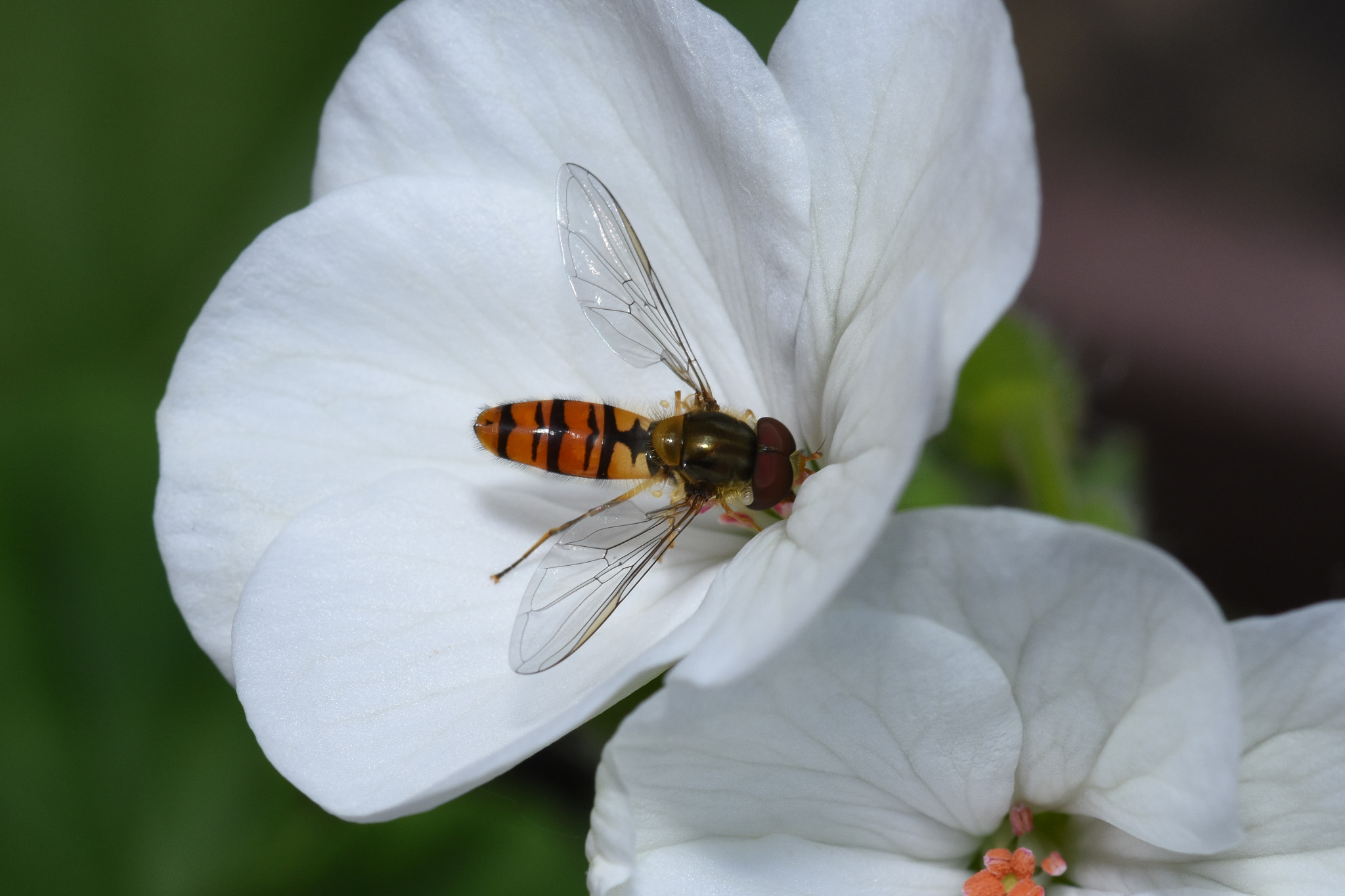 Nikon D7200 + Sigma 105mm F2.8 EX DG OS HSM sample photo. Hoover fly on flower photography