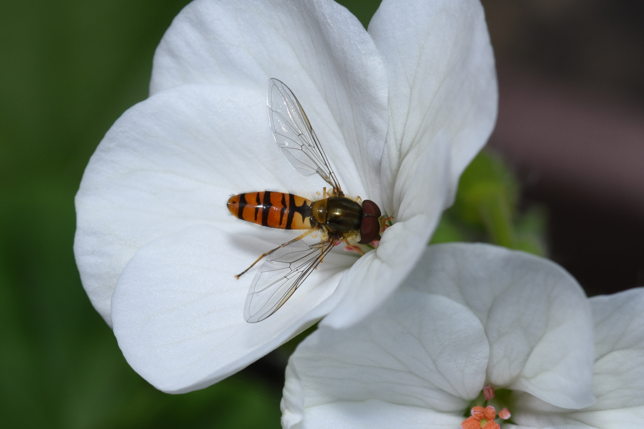 Sigma 105mm F2.8 EX DG OS HSM sample photo. Hoover fly on flower photography