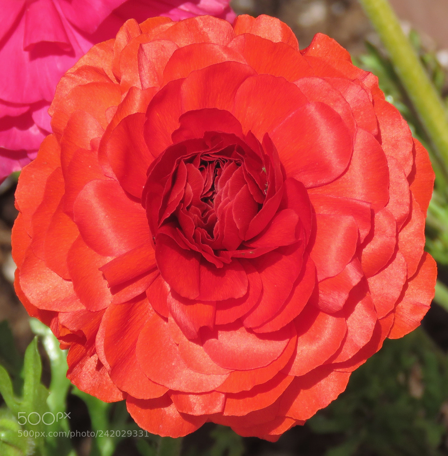 Canon PowerShot SX60 HS sample photo. A red carnation flower photography