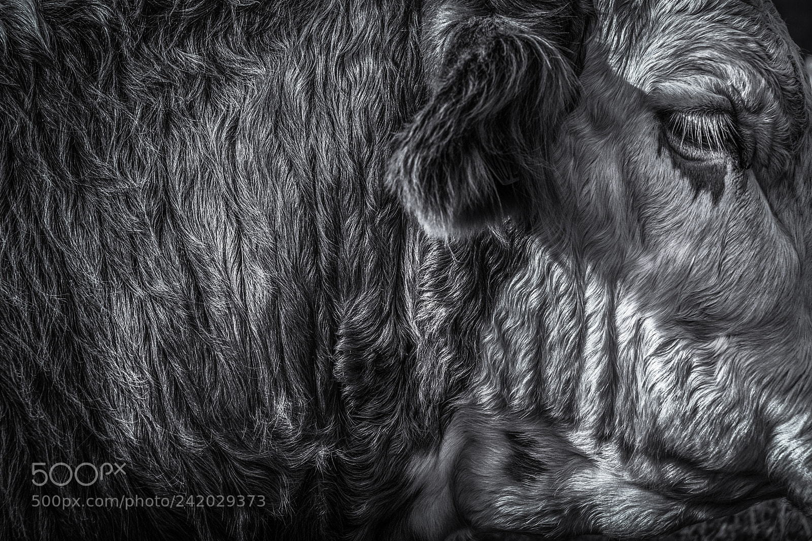 Nikon D200 sample photo. Allihies cow 4 photography