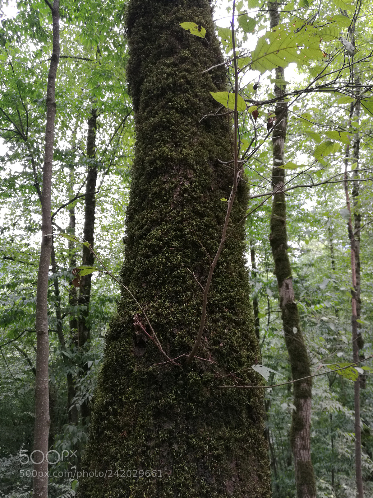 HUAWEI Mate 8 sample photo. Trees photography
