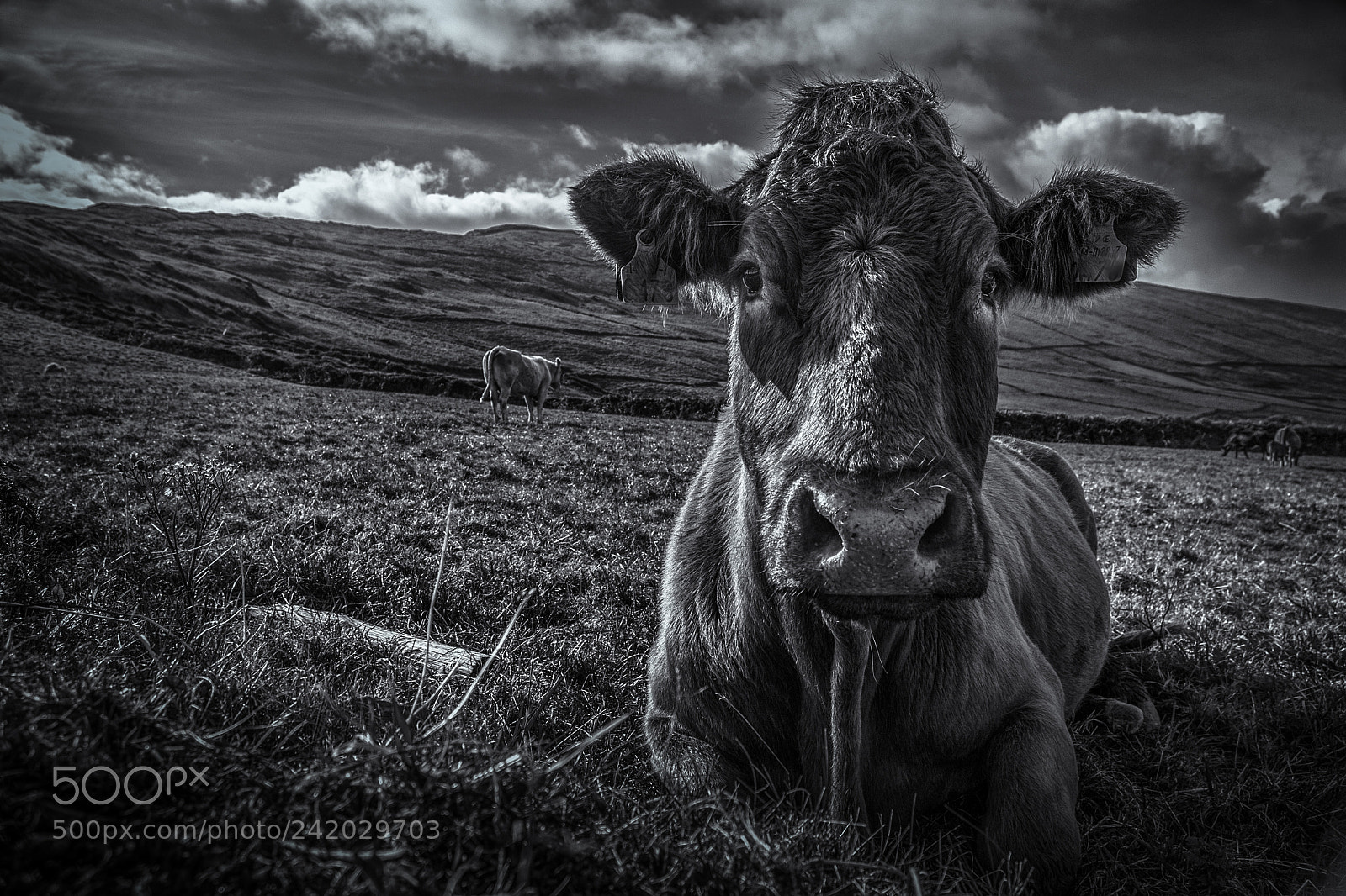 Nikon D200 sample photo. Allihies cow 2 photography