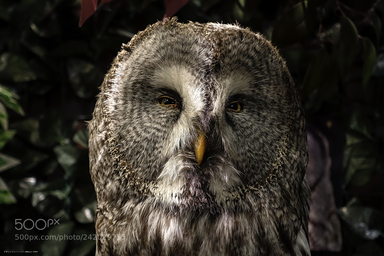 Sony Cyber-shot DSC-RX100 III sample photo. Owl (ii) photography
