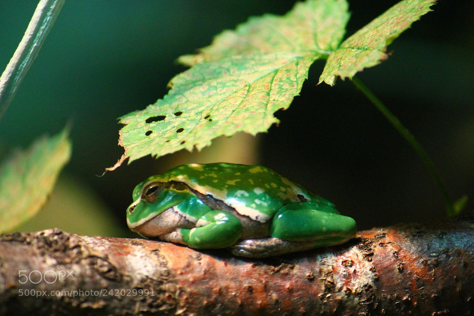 Canon EF-S 55-250mm F4-5.6 IS II sample photo. A little green frog photography
