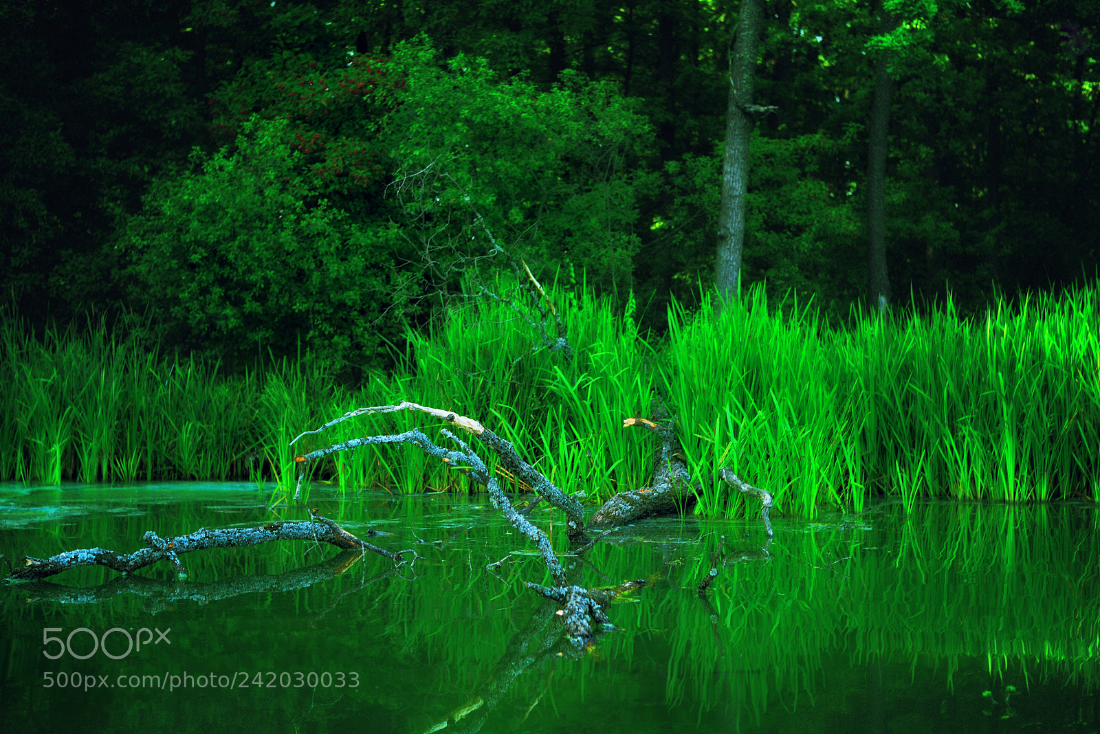 Nikon D800E sample photo. Log photography