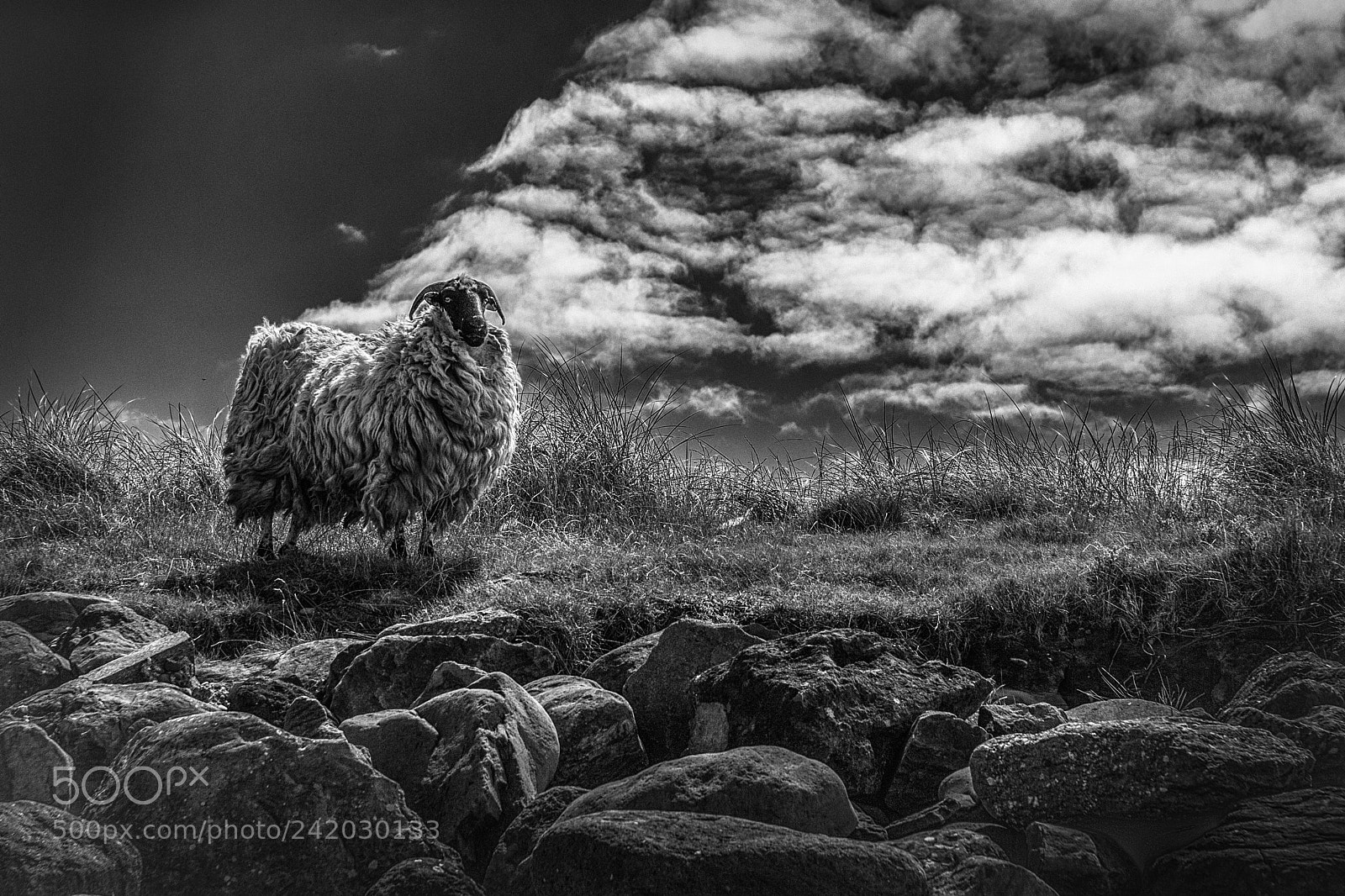 Nikon D200 sample photo. Dingle sheep 2 photography