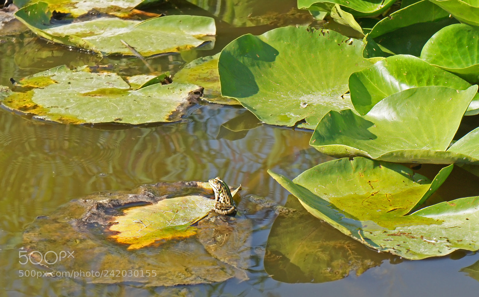 Sony Alpha NEX-5 sample photo. Frog in the pond photography