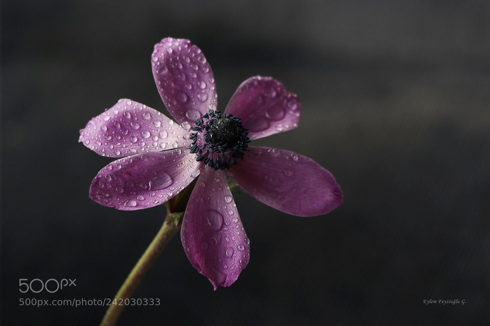 Samsung NX2000 sample photo. Anemone photography