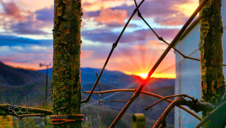Canon EOS M10 sample photo. Vines in tuscany photography