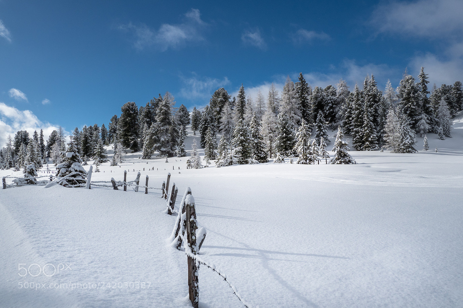 Olympus OM-D E-M1 Mark II sample photo. Winterdream photography