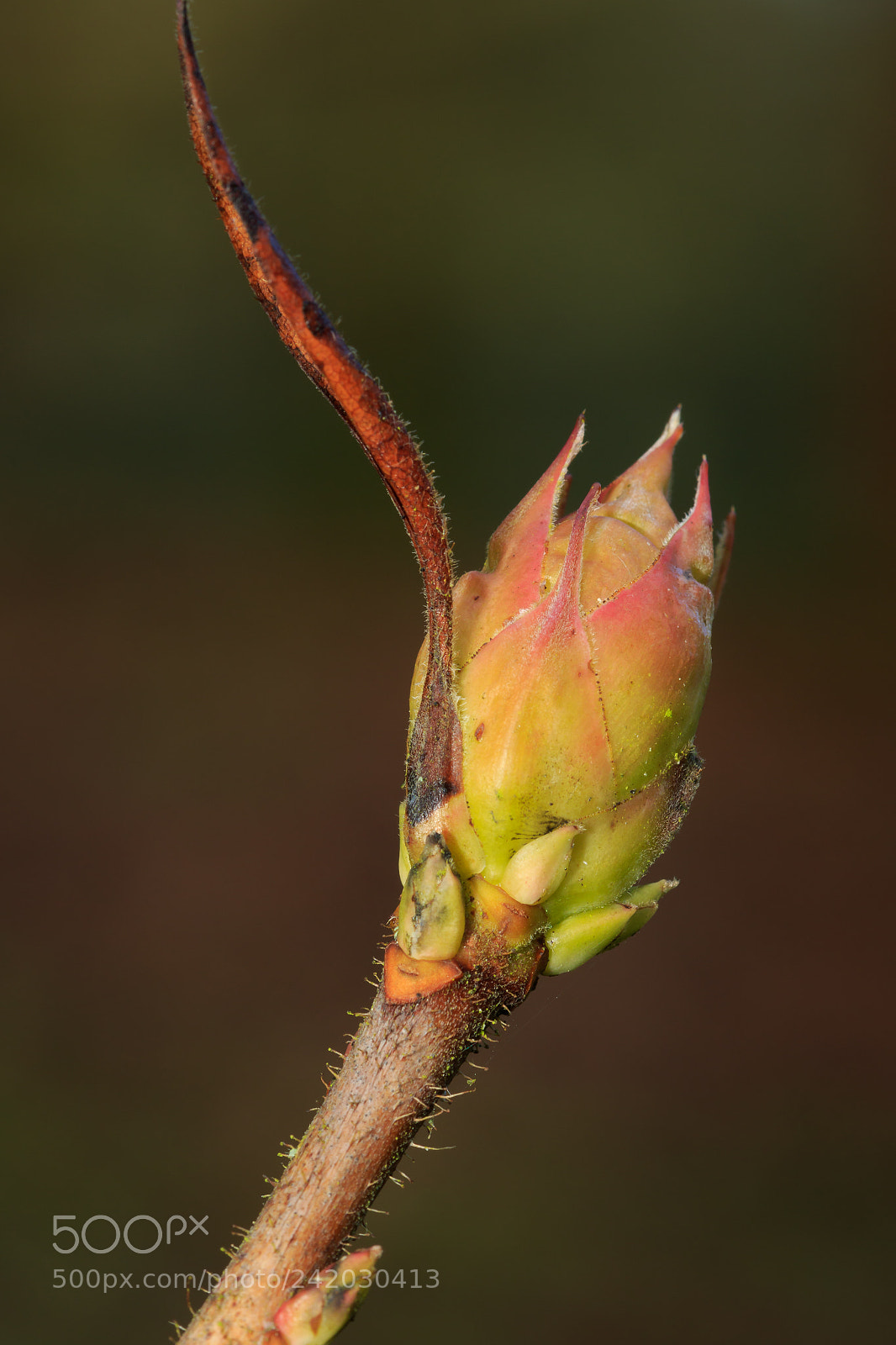 Canon EOS 7D Mark II sample photo. Rhododendron bud macro photography