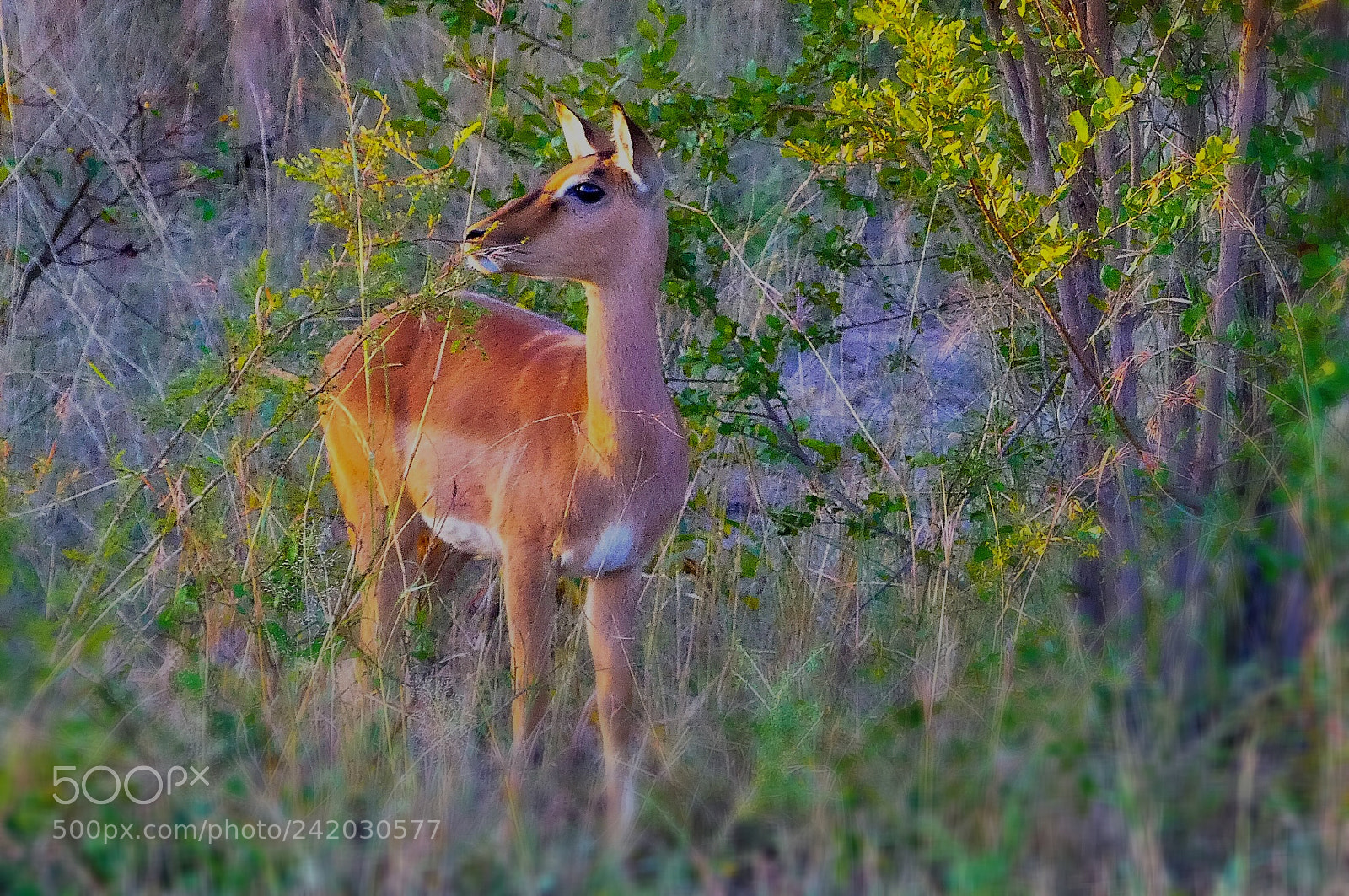 Panasonic Lumix DMC-FZ300 sample photo. Impala.... photography