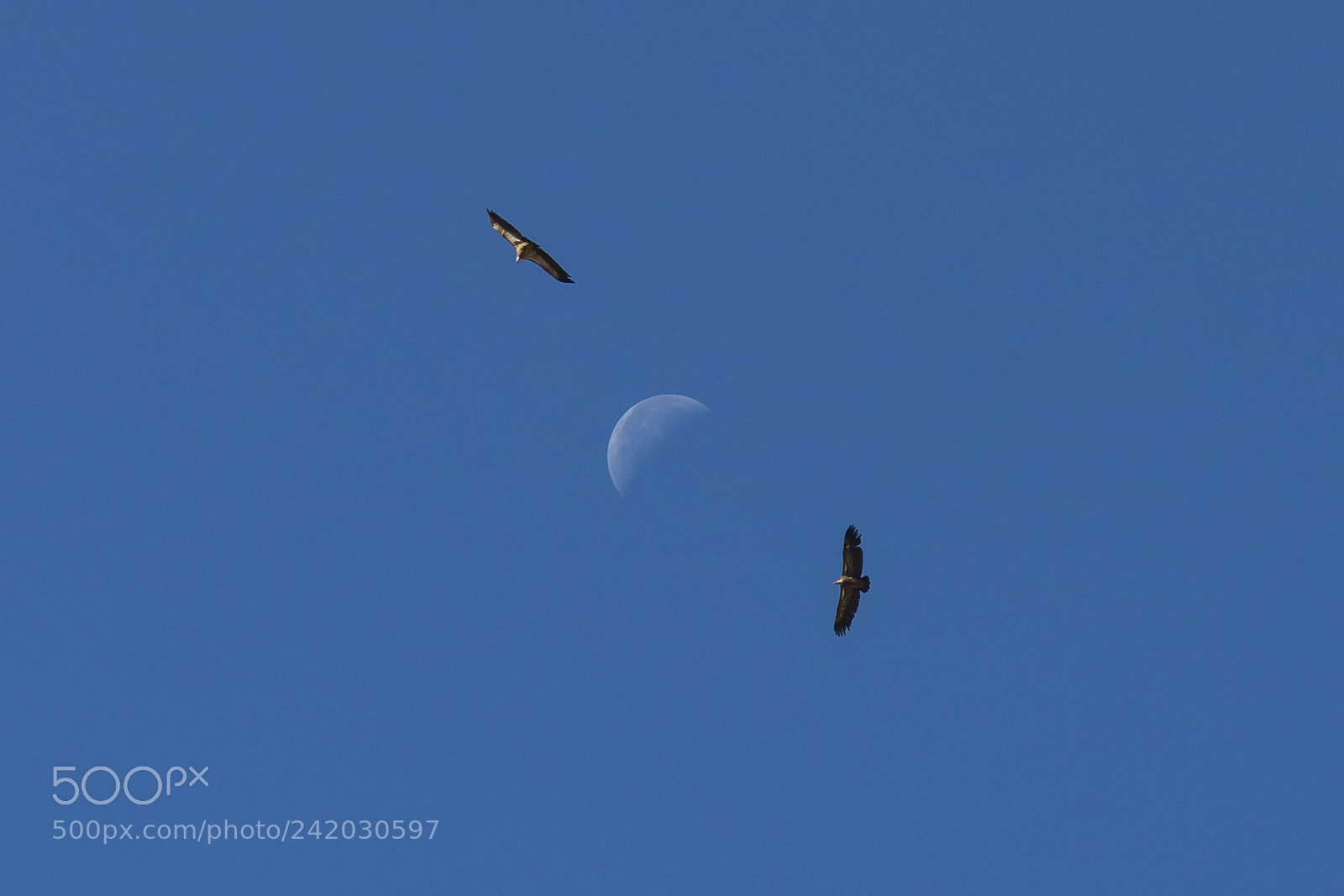 Nikon D7200 sample photo. Giralunas photography