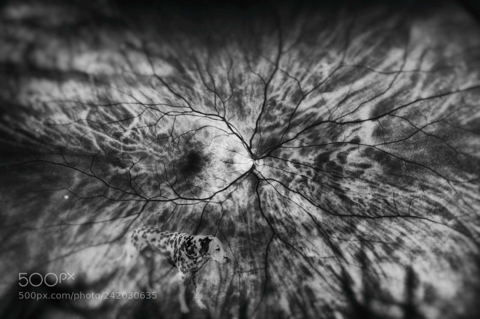 Fujifilm X-T1 sample photo. Retina cinema photography