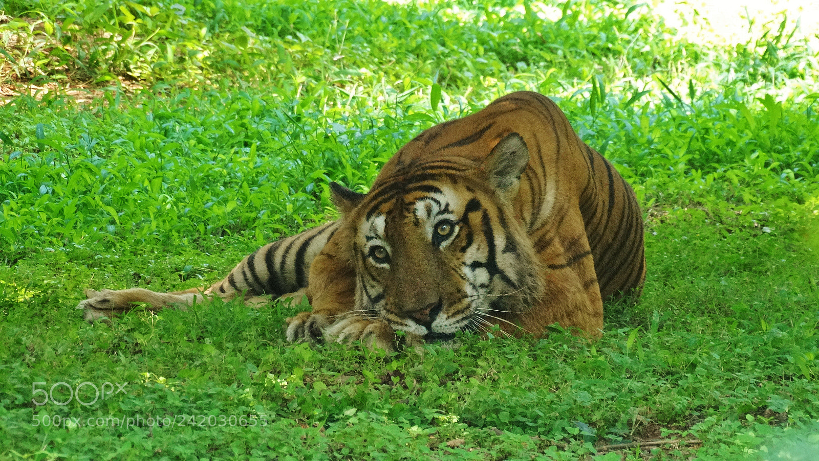 Sony Cyber-shot DSC-HX300 sample photo. Lonely tiger photography