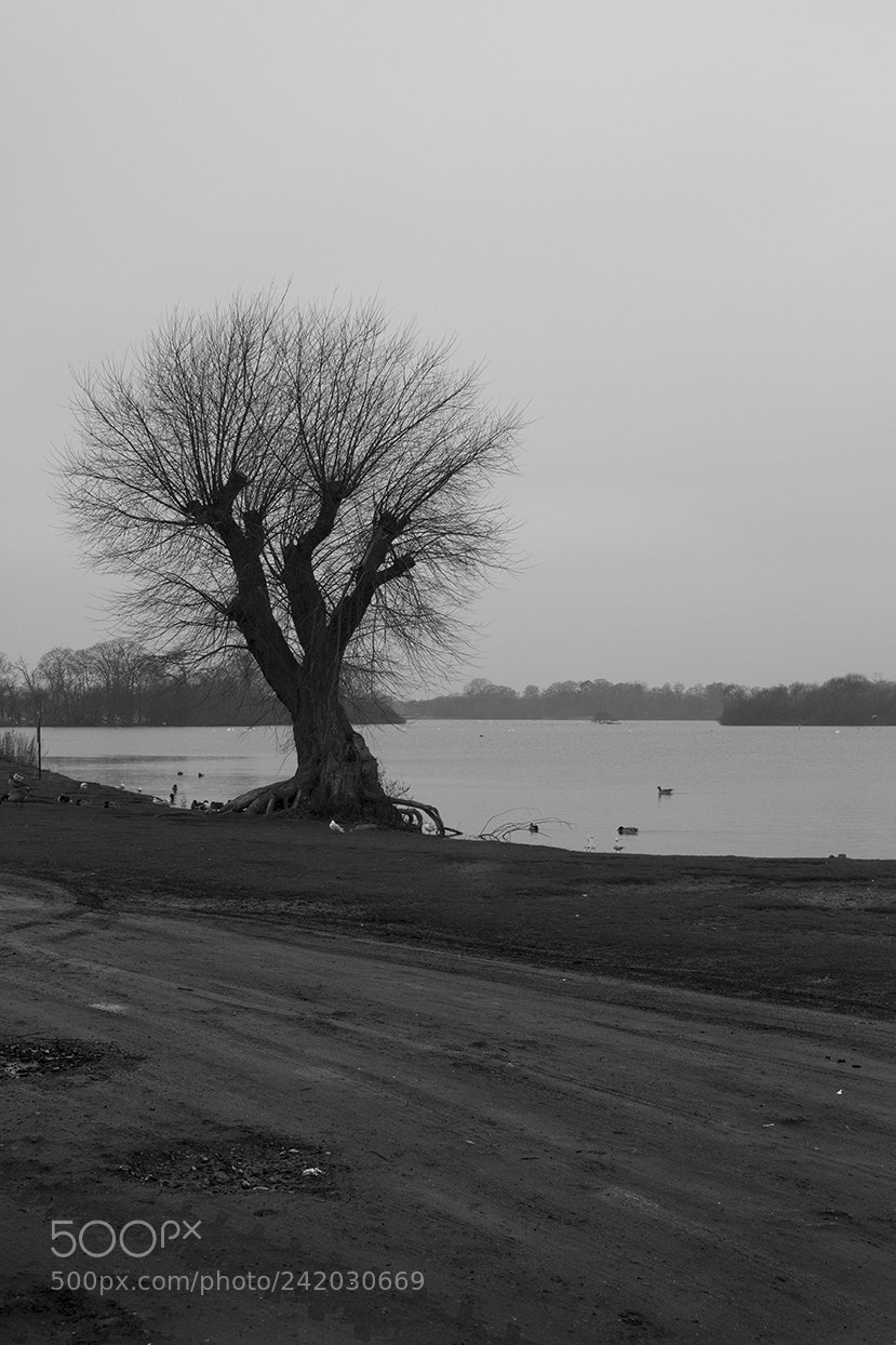Canon EOS 7D sample photo. Lone tree at mere photography