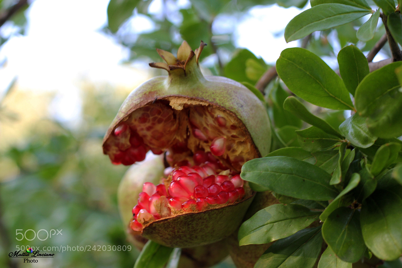 Canon EOS 60D sample photo. Melograno photography