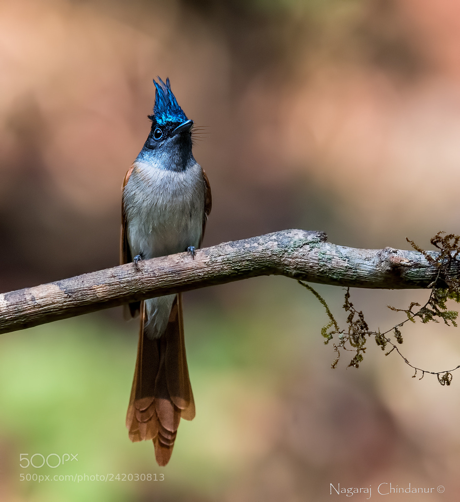 Nikon D5 sample photo. Asian paradise flycatcher photography