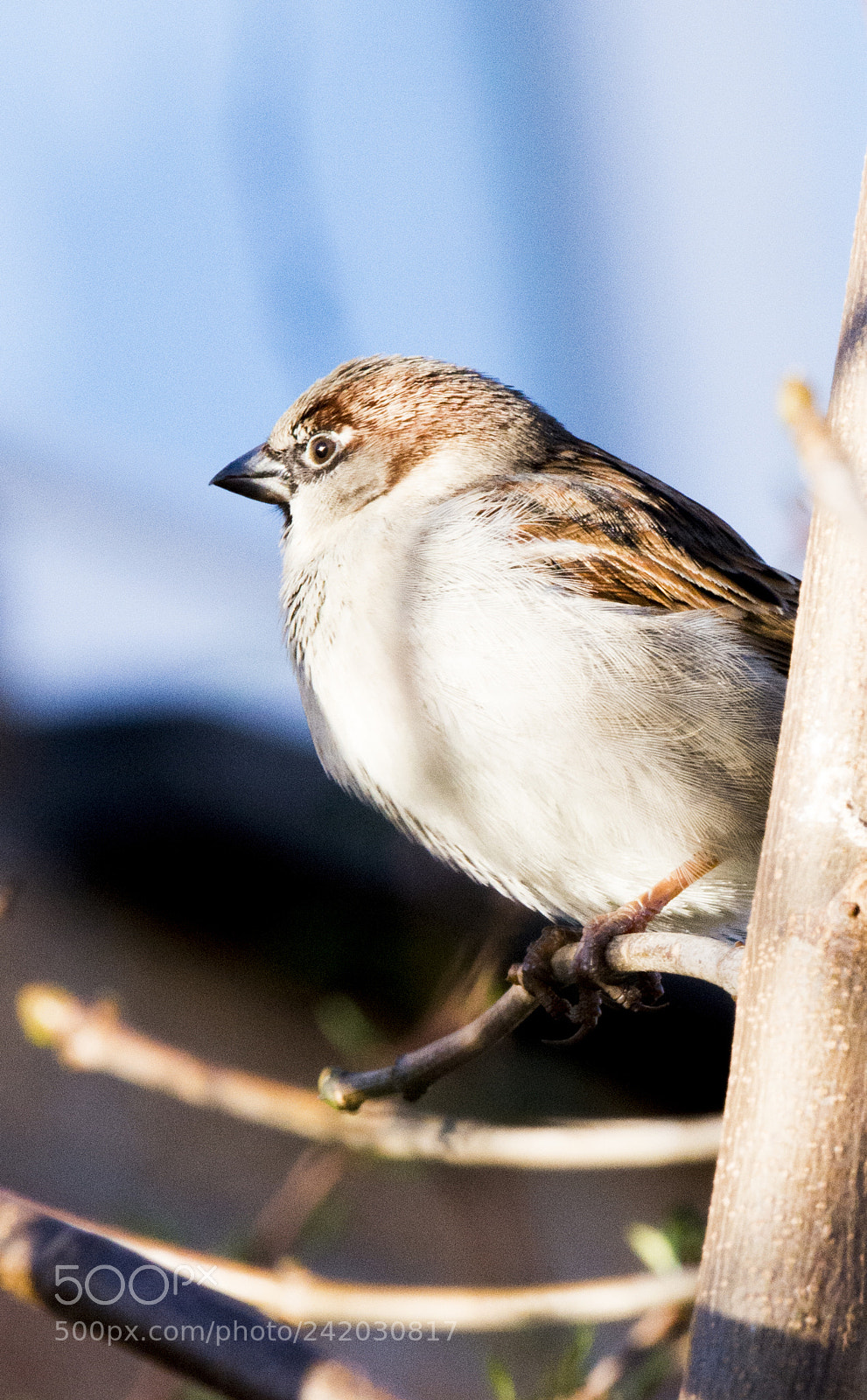 Nikon D800 sample photo. Little bird photography