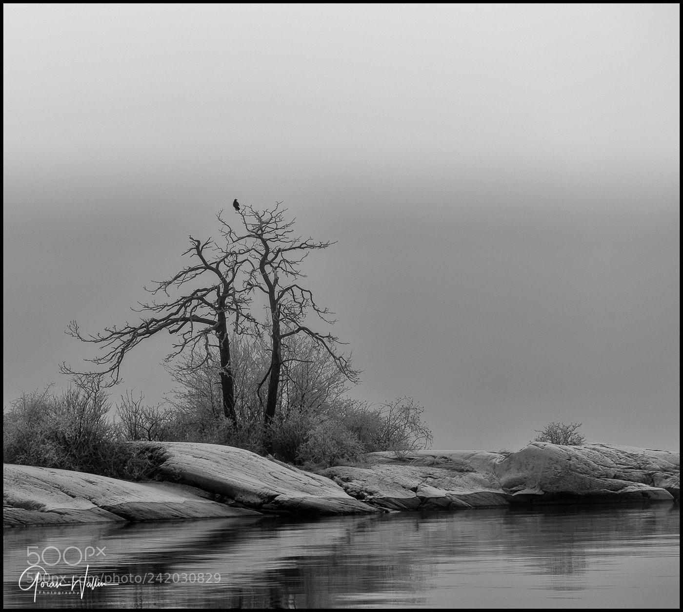 Canon EOS-1D X Mark II sample photo. A gray and frosty photography