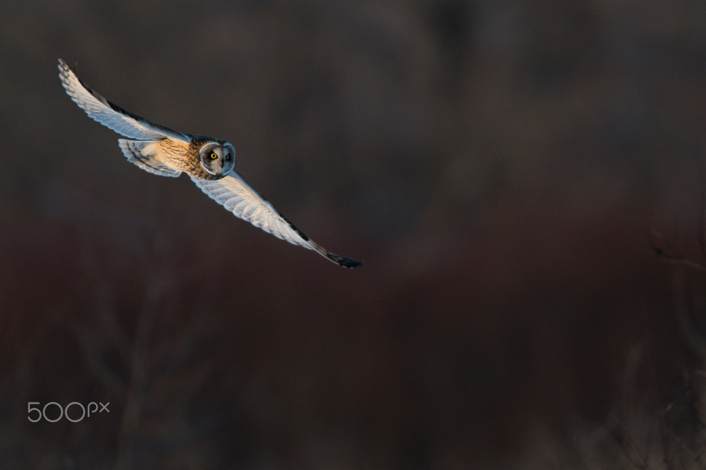 SEO in flight