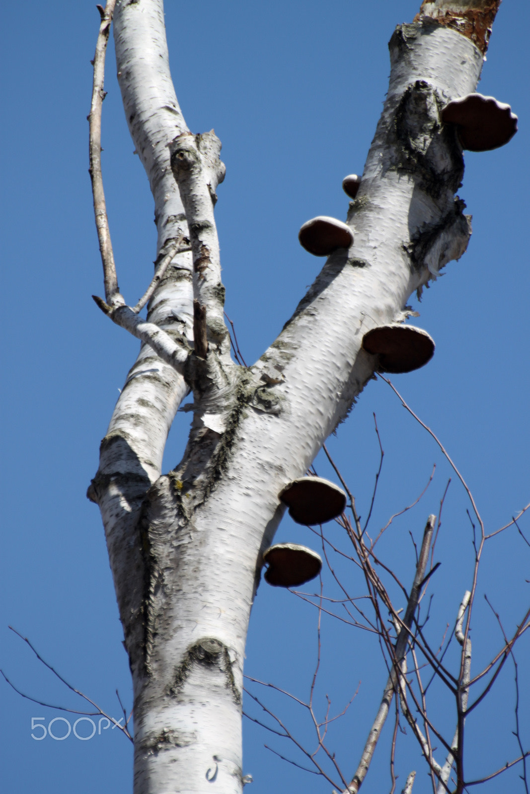 Sigma 70-300mm F4-5.6 APO DG Macro sample photo. 9718560481.jpg photography