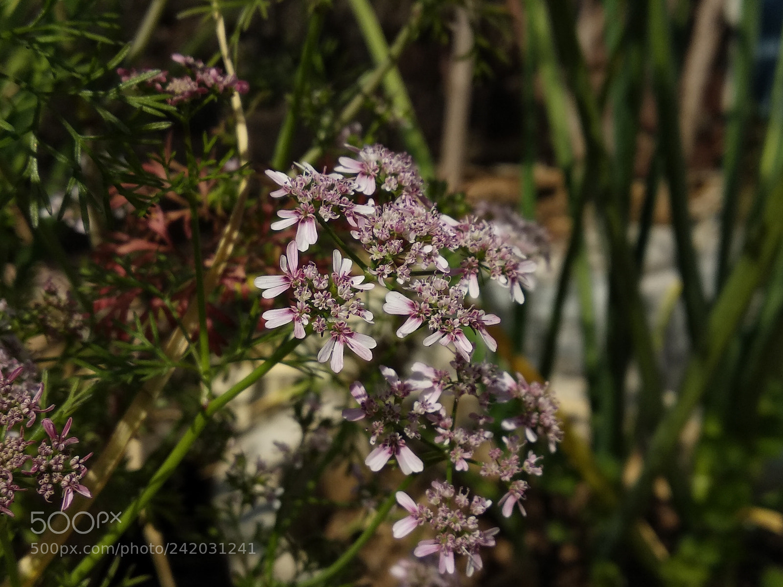 Xiaomi Mi A1 sample photo. Coriender flowers photography