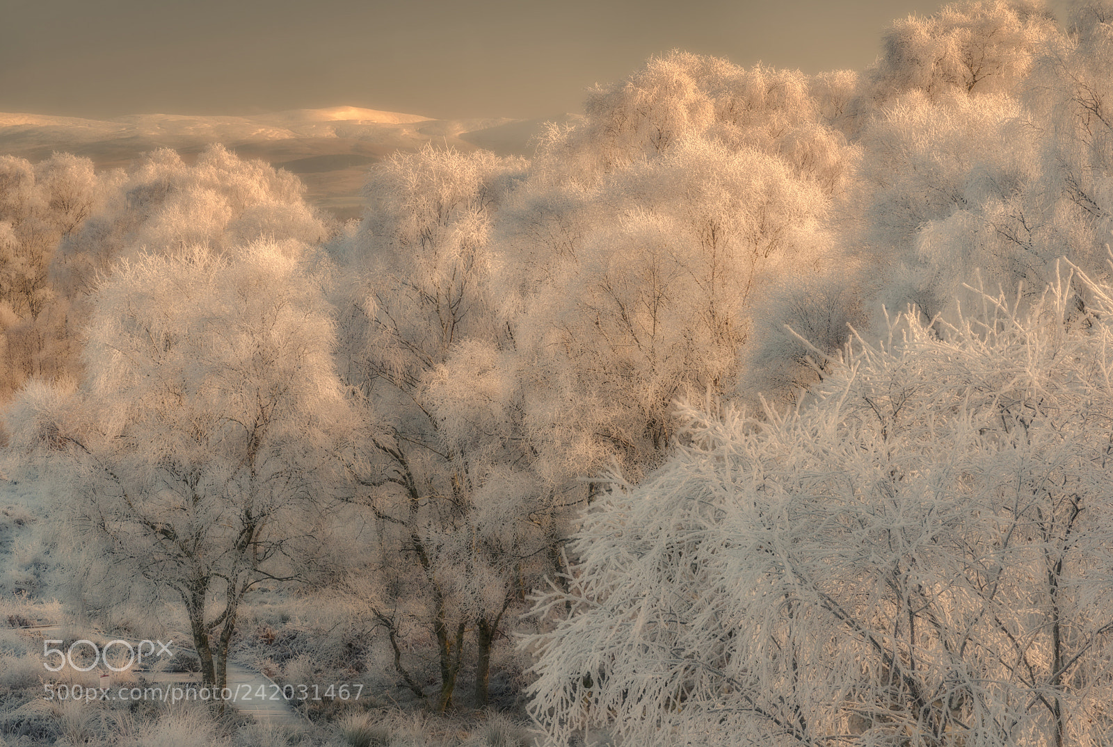 Nikon D800 sample photo. Frosted trees #1 photography