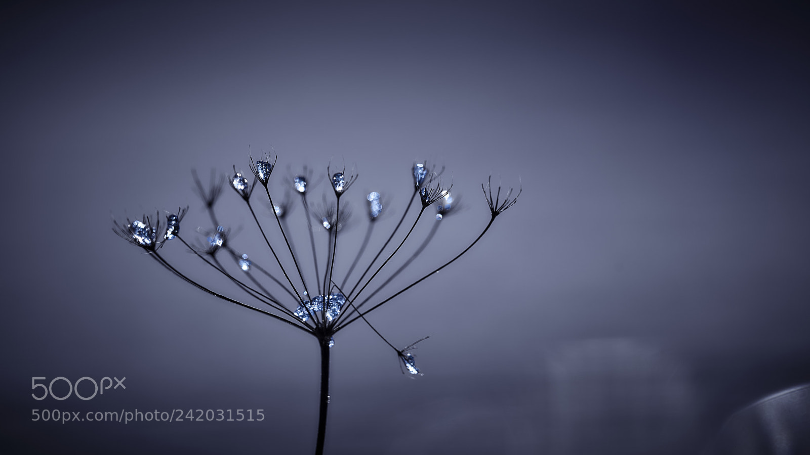 Nikon D800E sample photo. Collecting gems photography