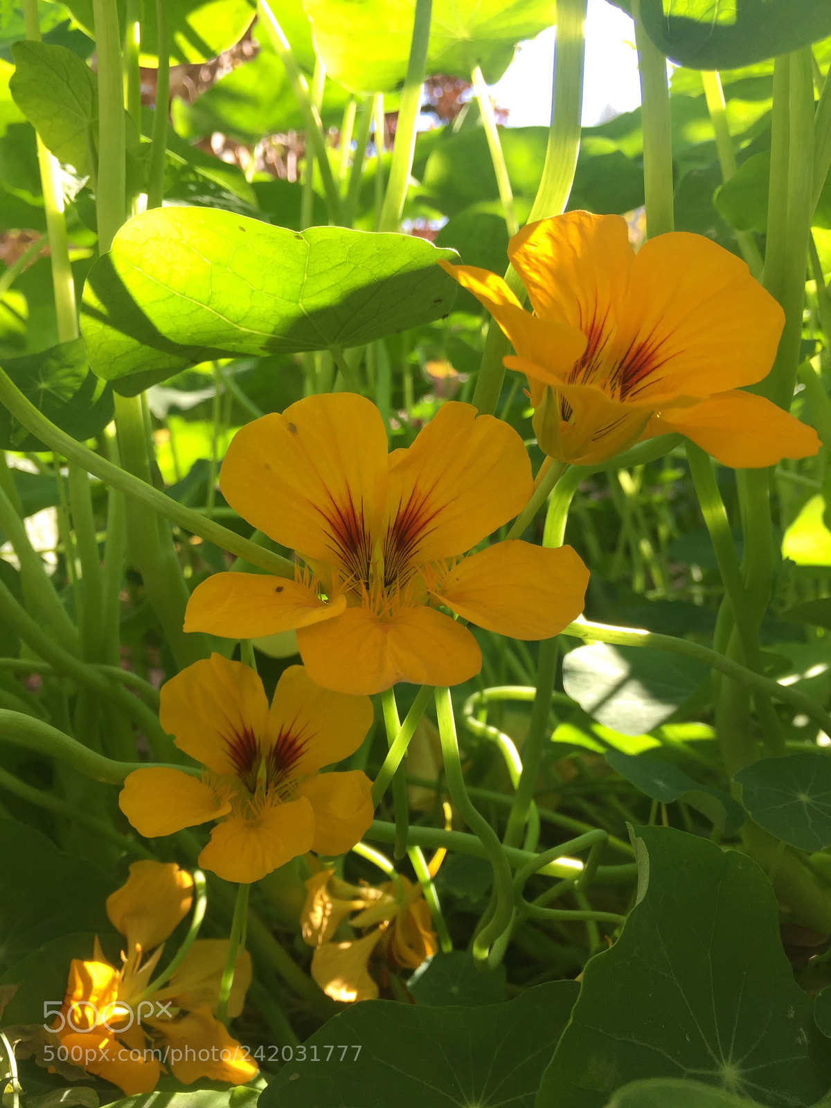 Apple iPhone 6 Plus sample photo. Yellow & green photography