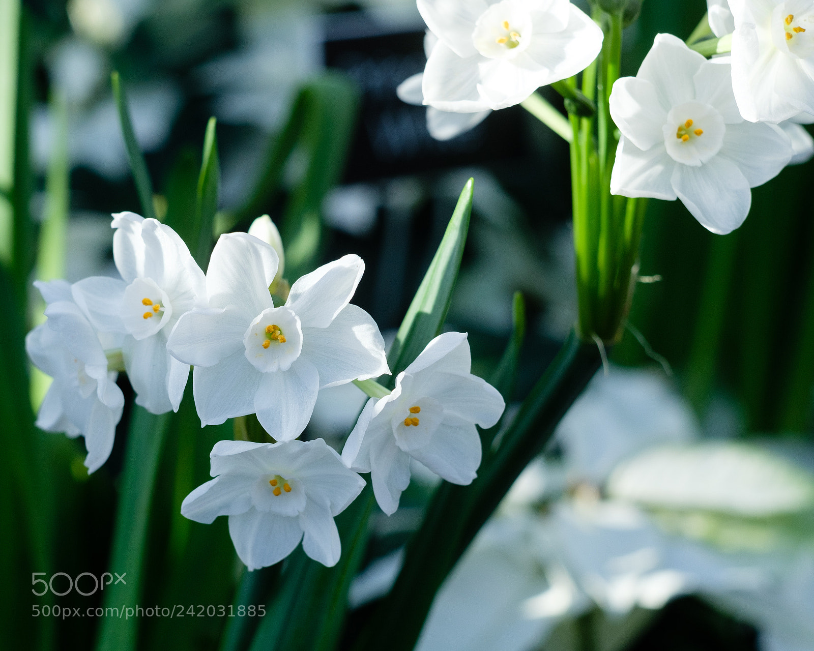 Fujifilm X-T2 sample photo. Dscf photography