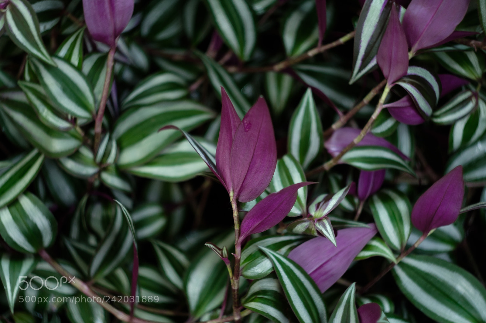 Fujifilm X-T2 sample photo. Dscf photography