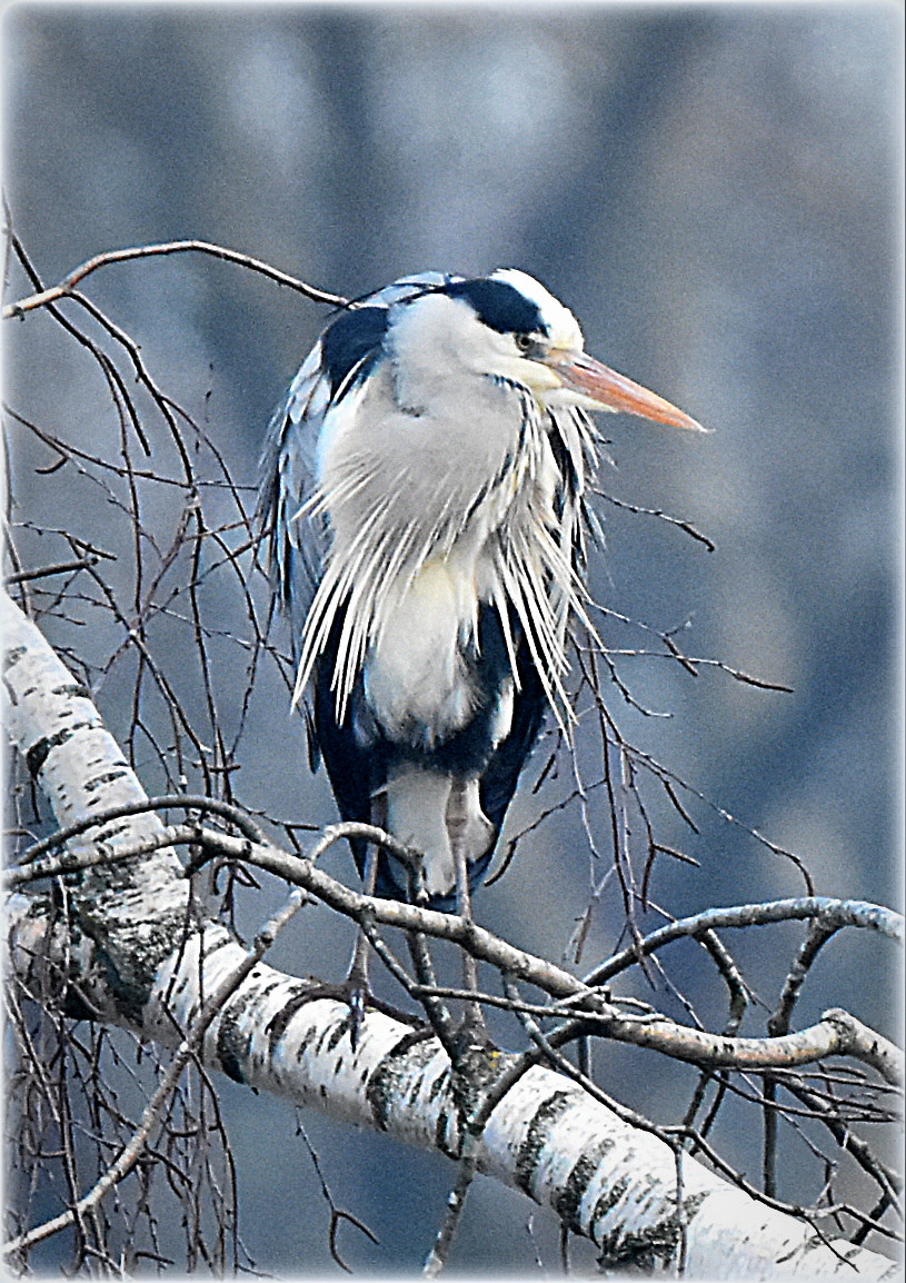 Nikon D7200 sample photo. "heron" photography