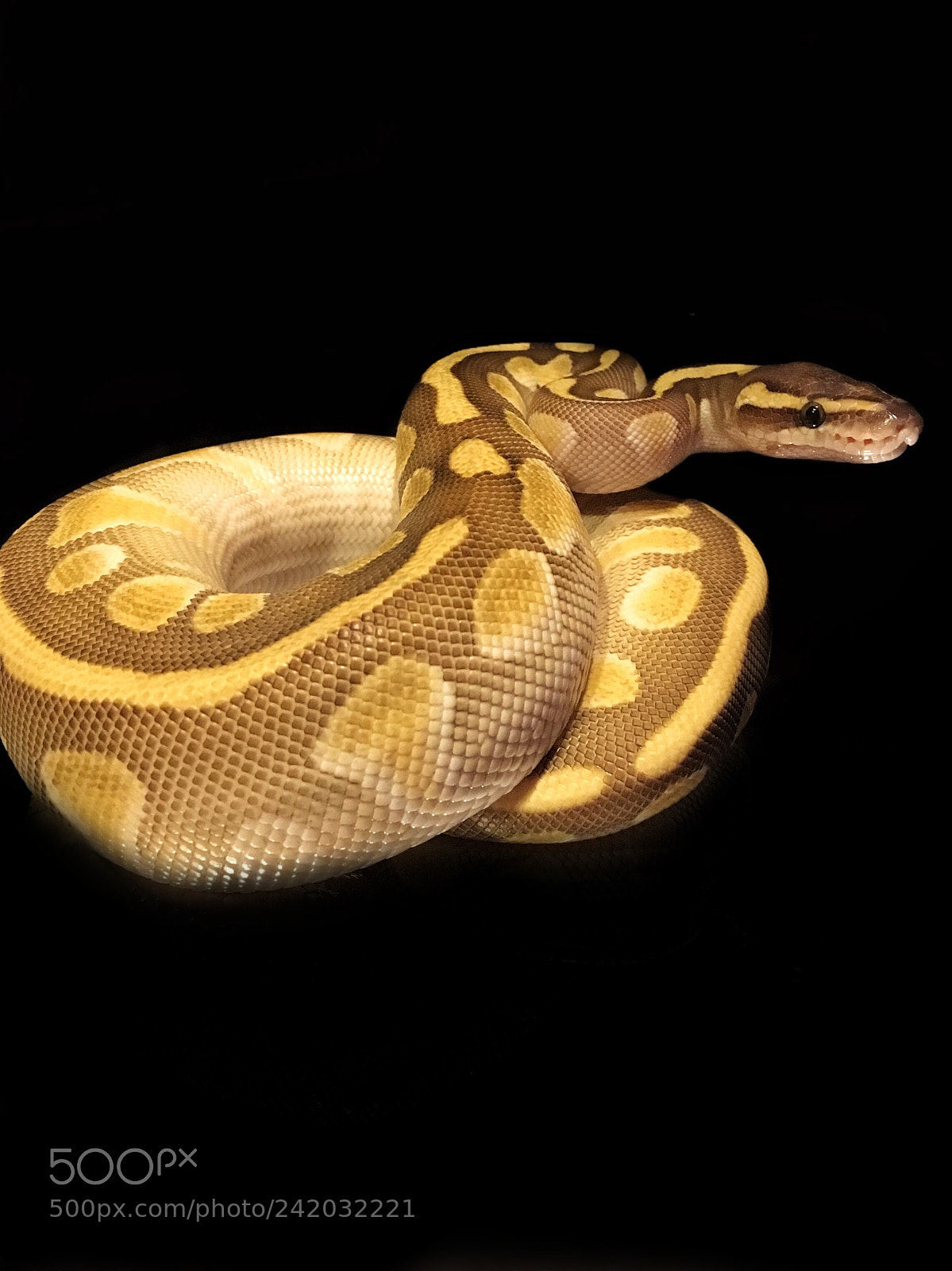 Apple iPhone 6s sample photo. Ballpython enchi lesser photography