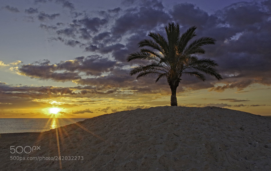 Pentax K-70 sample photo. Dune and palm in photography