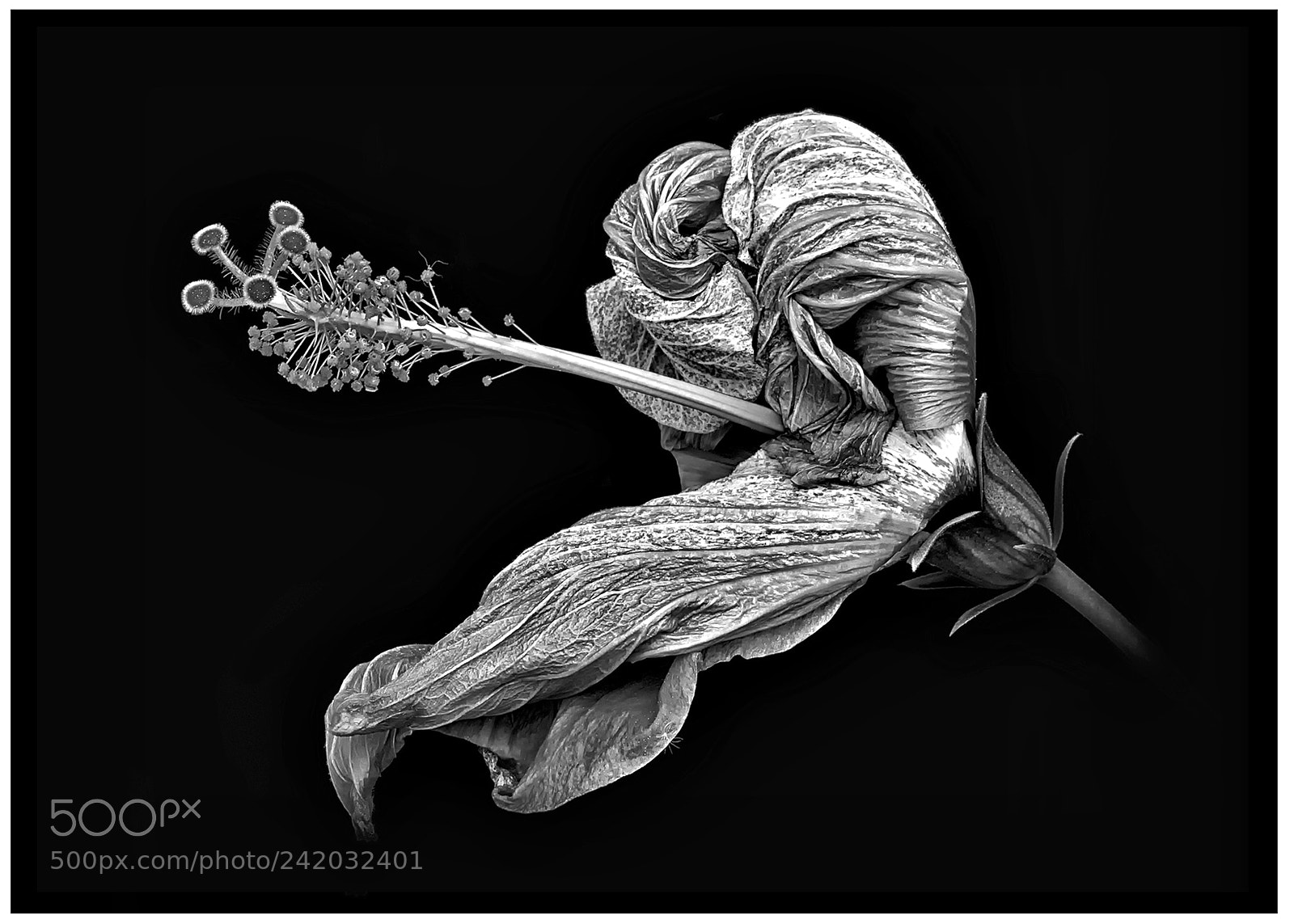 Sony a7R sample photo. Withering hibiscus photography