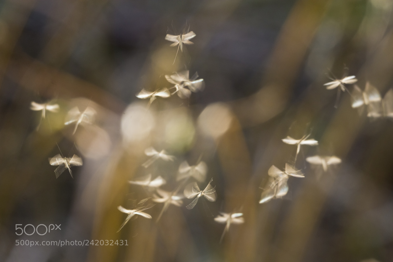 Canon EOS 60D sample photo. Insects are dancing in photography