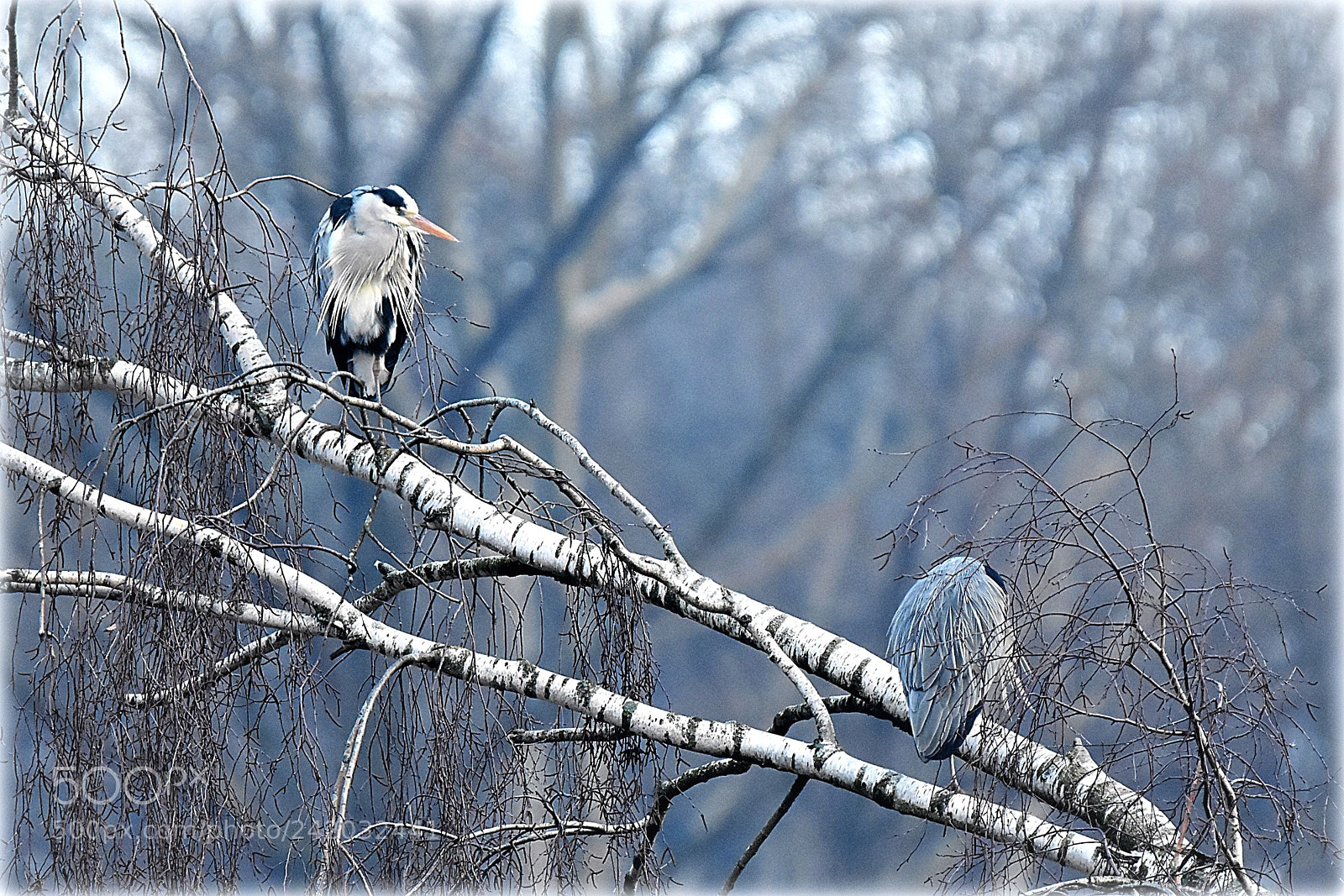 Nikon D7200 sample photo. "heron`s" photography