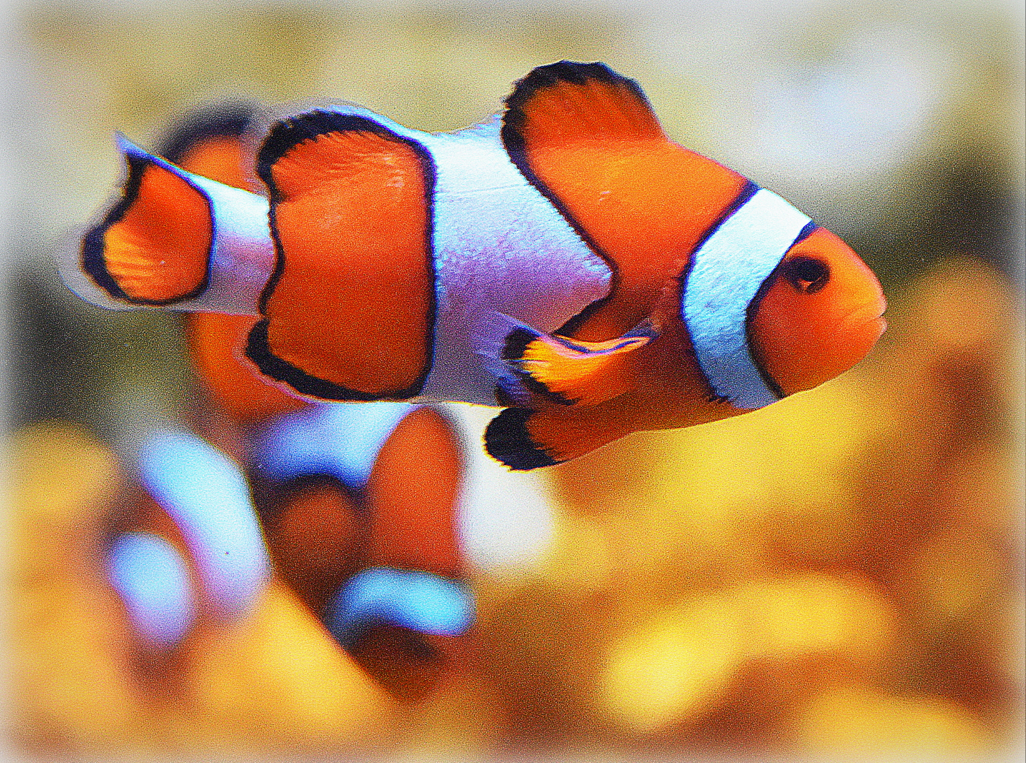 Nikon D810 sample photo. "nemos" photography