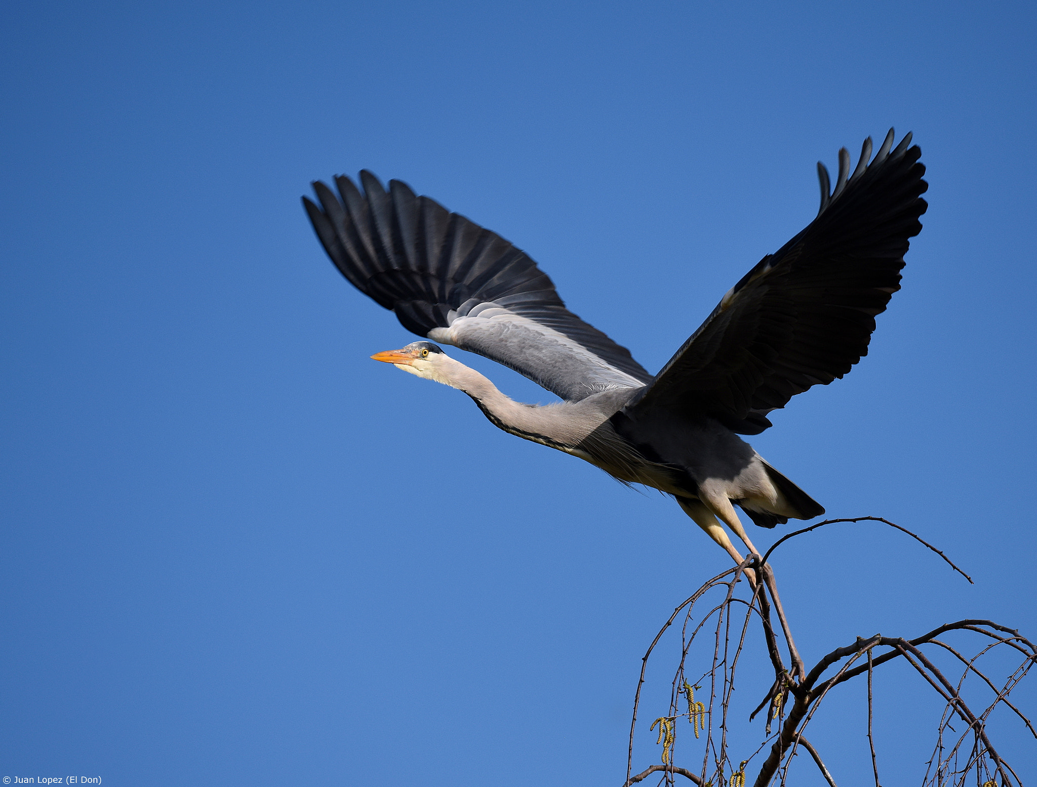 Nikon D810 + Sigma 150-600mm F5-6.3 DG OS HSM | S sample photo. Freedom...!!! photography