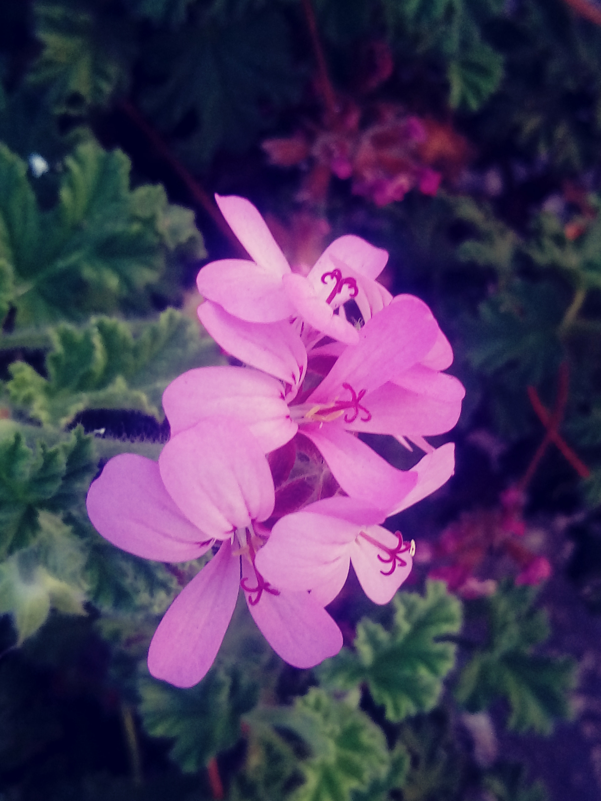 LG X POWER sample photo