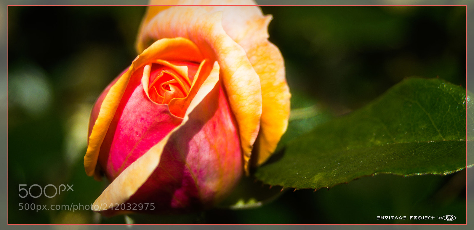 Sony a7R sample photo. Rose photography