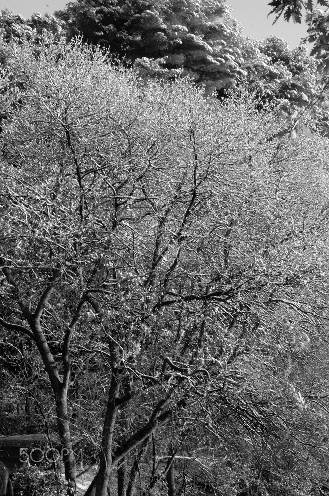 Nikon D70s sample photo. Montagne sainte-victoire sous la neige photography
