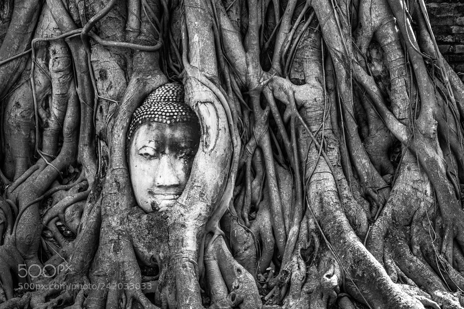 Canon EOS 1200D (EOS Rebel T5 / EOS Kiss X70 / EOS Hi) sample photo. Ayutthaya roots photography
