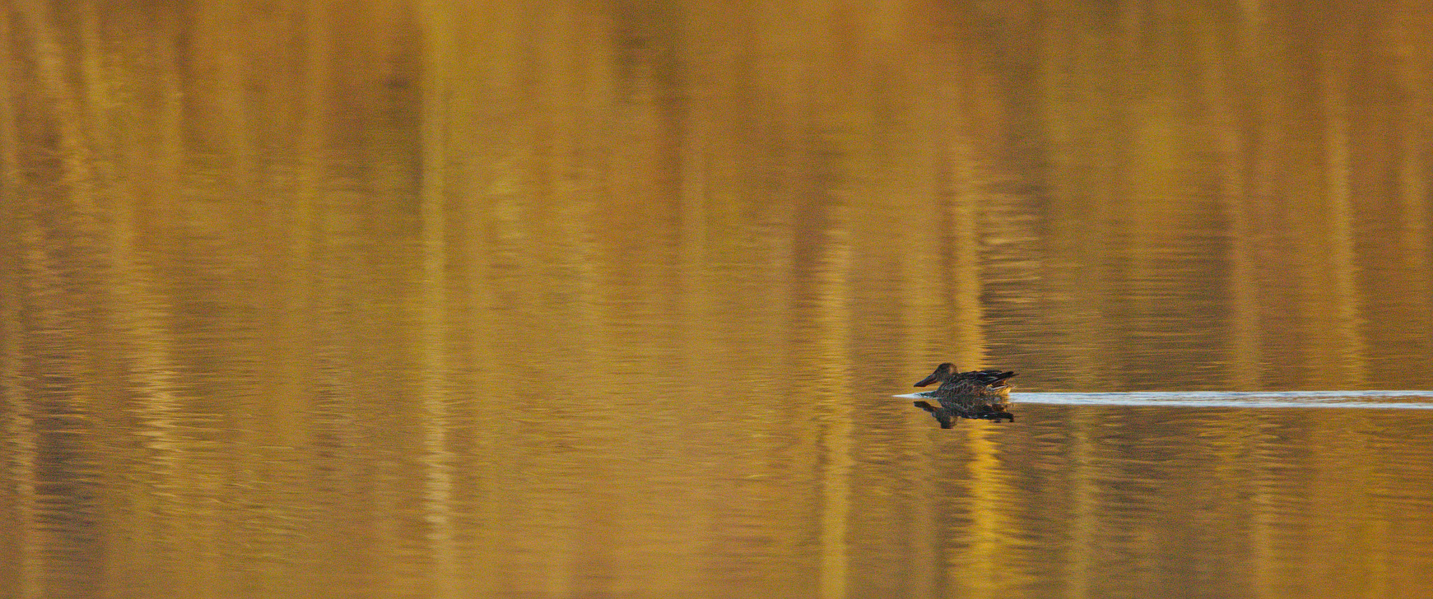Canon EOS 700D (EOS Rebel T5i / EOS Kiss X7i) + Sigma 150-600mm F5-6.3 DG OS HSM | C sample photo. Northern shoveler at sunset photography